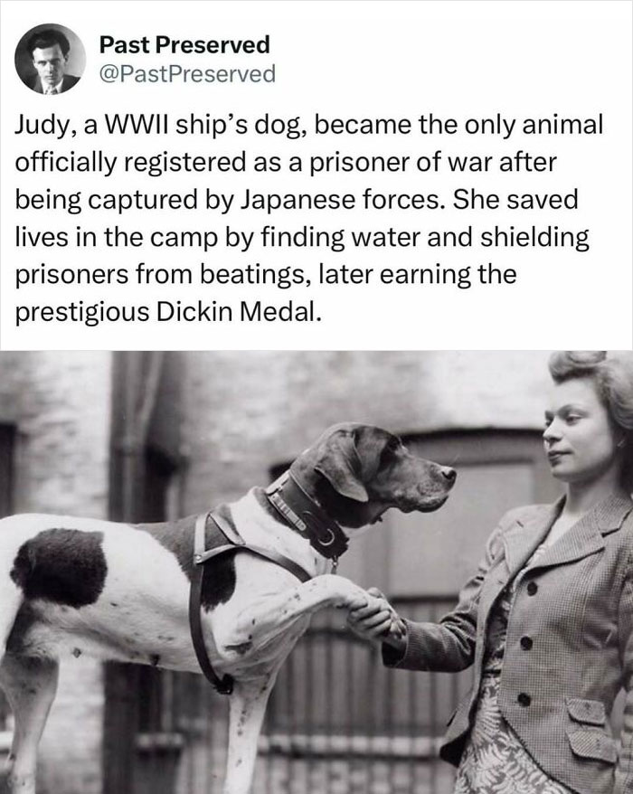 Woman shaking paw of Judy, the WWII ship's dog, against a historic backdrop.