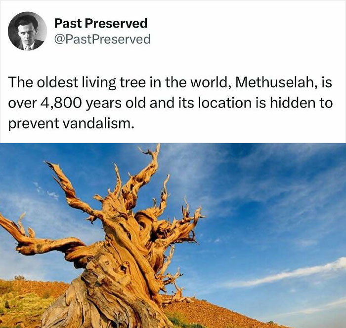 Ancient Methuselah tree with twisted branches against a clear blue sky, highlighting interesting historical facts.