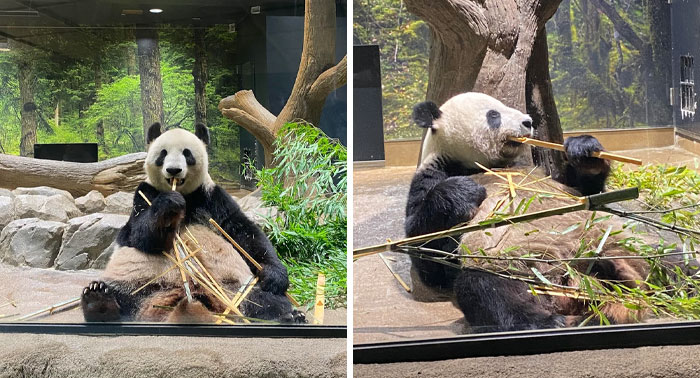 Pandas in a Japanese zoo enjoying bamboo, perfect for Interesting-Japan-Pics collection.