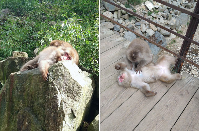 Two Japanese macaques, one relaxing on a rock and the other playfully interacting on a wooden pathway. Interesting Japan pics.