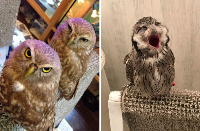 Owls perched indoors, showcasing their expressive eyes and unique appearance, embodying Interesting-Japan-Pics theme.