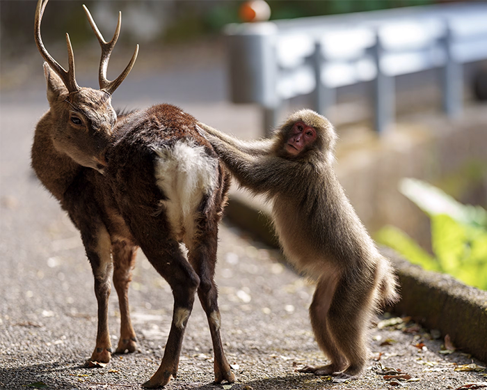Japanese monkey interacting with deer on a road.