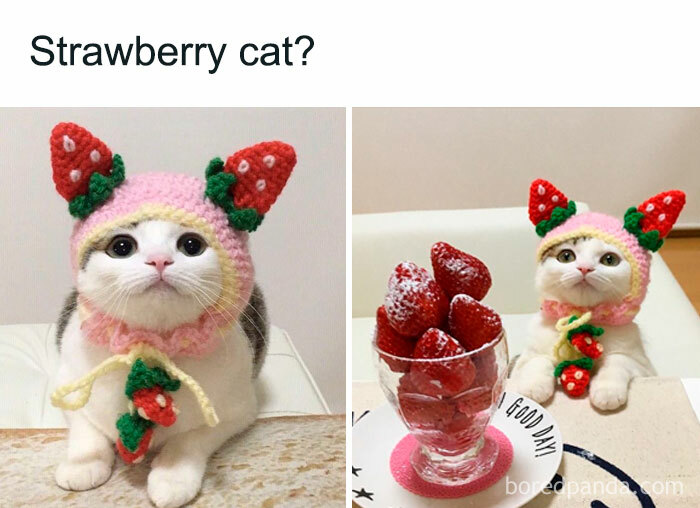 Cat in a cute strawberry-themed hat with strawberries in a glass, capturing a playful girly vibe.
