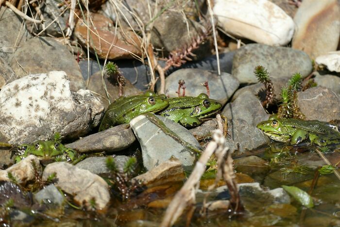 Green frogs sitting on rocks by a pond, showcasing fun animal facts in nature.