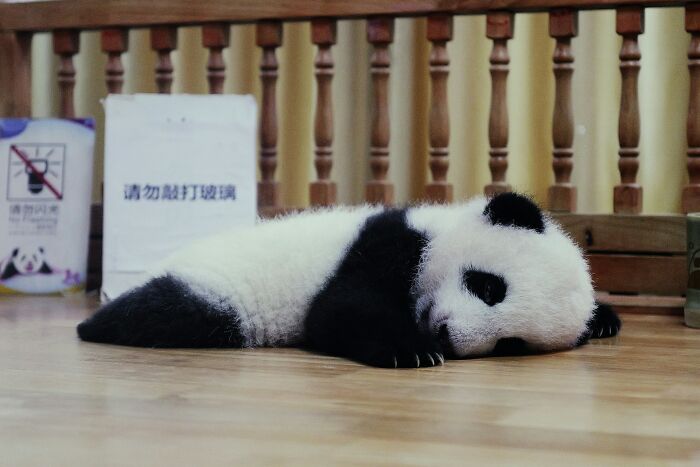 Adorable panda cub lying on a wooden floor, showcasing fun animal moments.