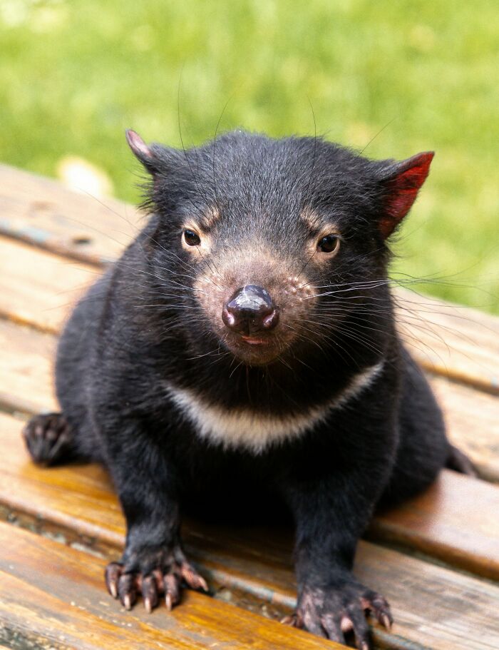 Cute Tasmanian devil sitting on wooden planks, showcasing its adorable features amid a grassy background.