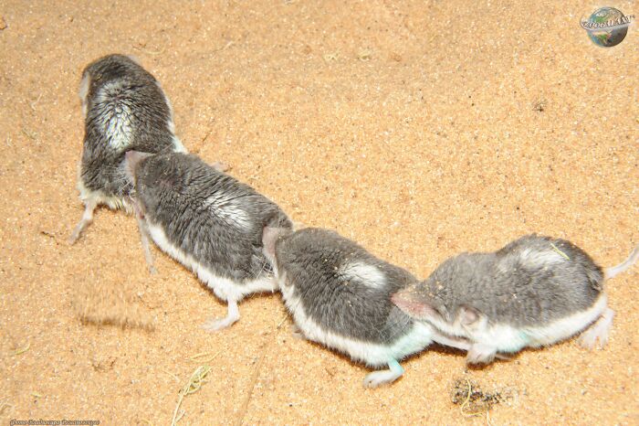 50 Cool And Interesting Facts People Learned About Animals