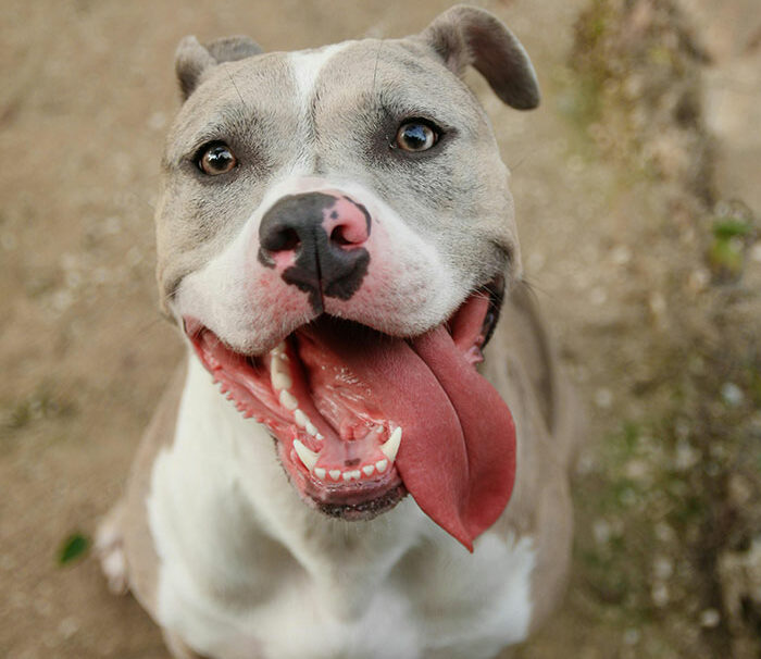 Guy Tells Fianc&eacute;e To Recover In Hotel Room After Surgery So As Not To Not Disturb His Dog