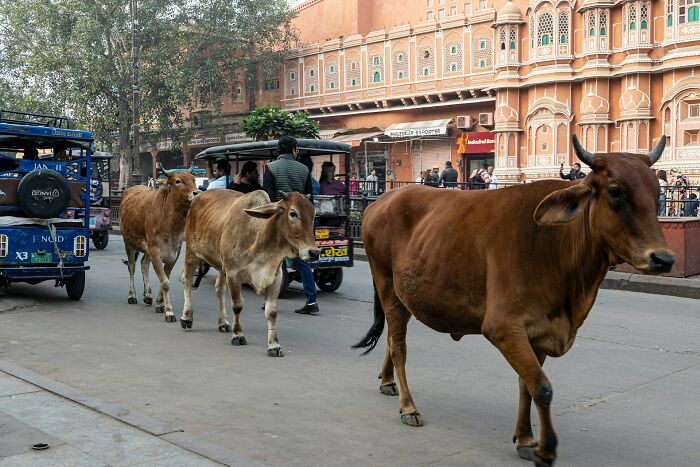 Cows walking on a busy street in India, illustrating culture shock with mixed traffic of animals and vehicles.
