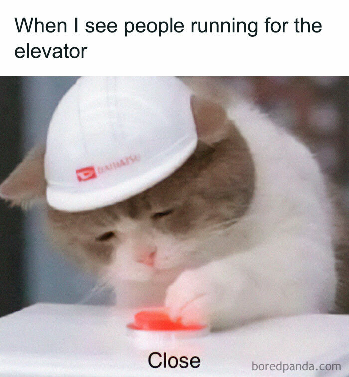 Cat humor meme with a cat in a hard hat pressing a button labeled "Close."