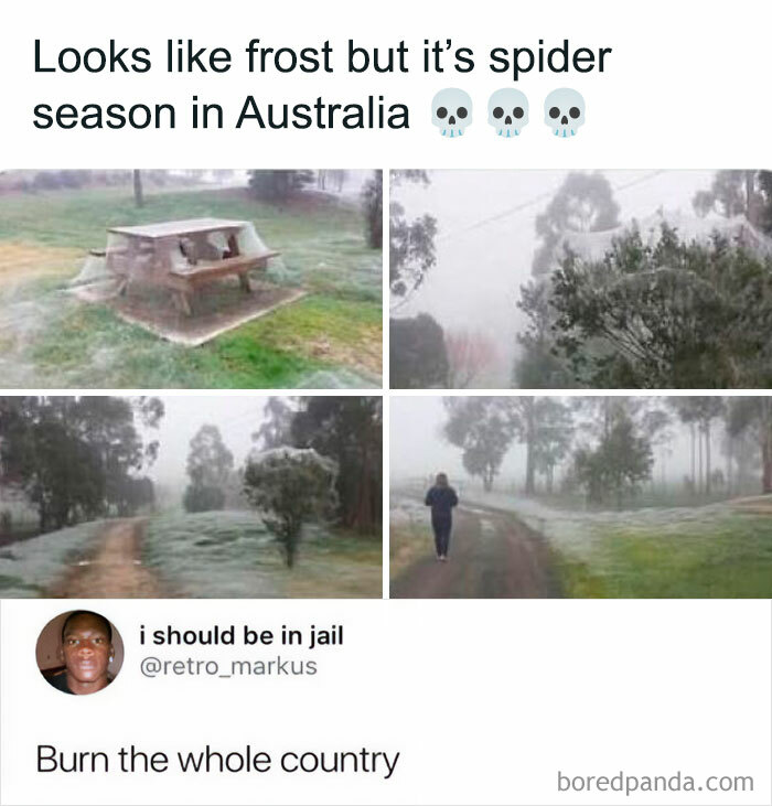 Spider season in Australia with web-covered landscapes; humorous tweet about burning the whole country.