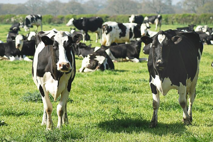 Cows grazing in a sunny field, showcasing adorable animal behavior.