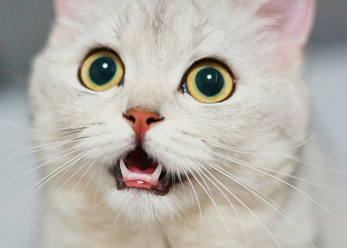 Close-up of a surprised cat with wide eyes, showing an insane expression.