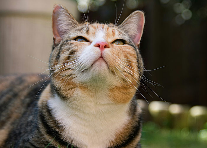 Cat looking upwards in a garden, showcasing curiosity and playfulness in public.