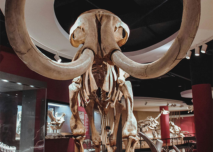 Woolly mammoth skeleton displayed in a museum exhibit, showcasing its massive tusks and imposing size.