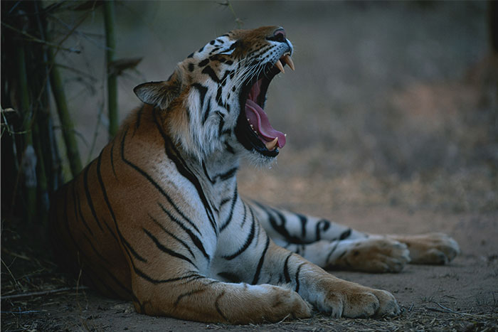 Tiger yawning in the wild, emphasizing instincts and intuition in nature.
