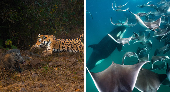 30 Of The Most Impressive Images From The 2024 Nature “inFocus” Photography Contest