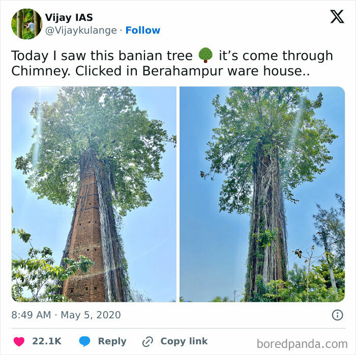 Banyan tree growing through a chimney, illustrating nature reclaiming civilization.