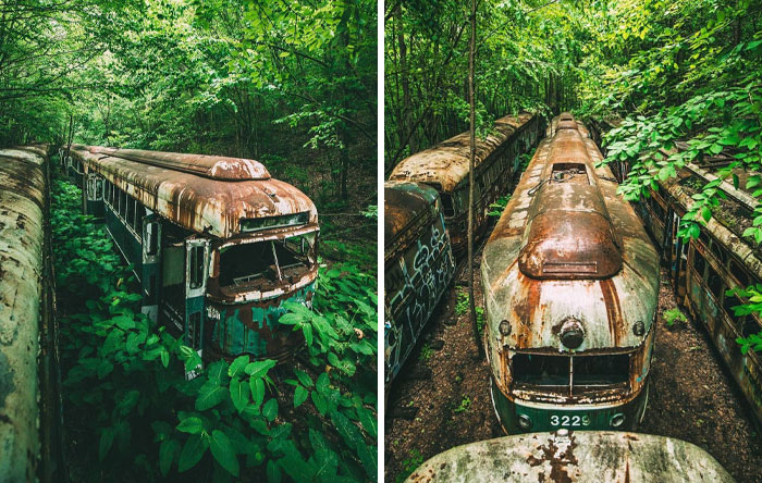 Rusty buses overtaken by dense greenery, illustrating nature reclaiming civilization in an abandoned setting.