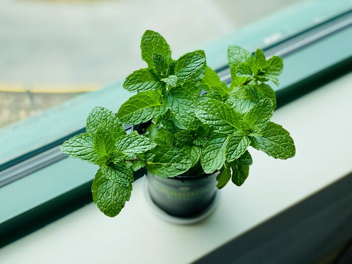 Potted mint plant on a windowsill, showcasing amazing ingredients often overlooked in cooking.