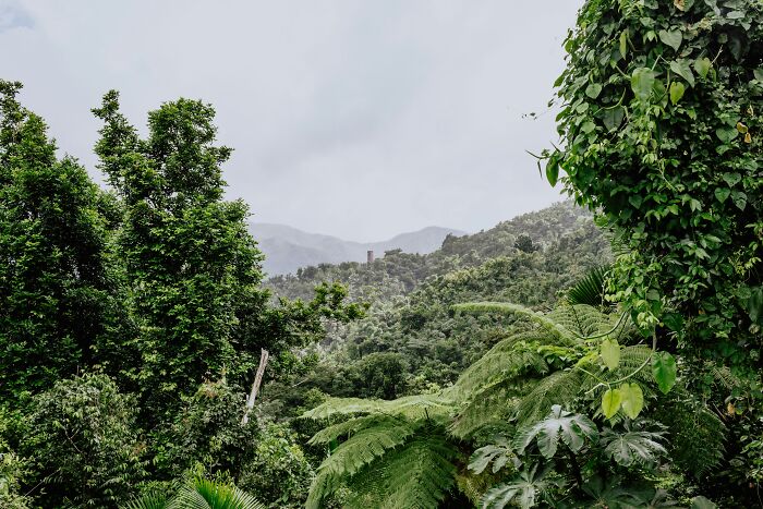 Lush green rainforest landscape showcasing natural wonders with dense foliage and distant mountains.