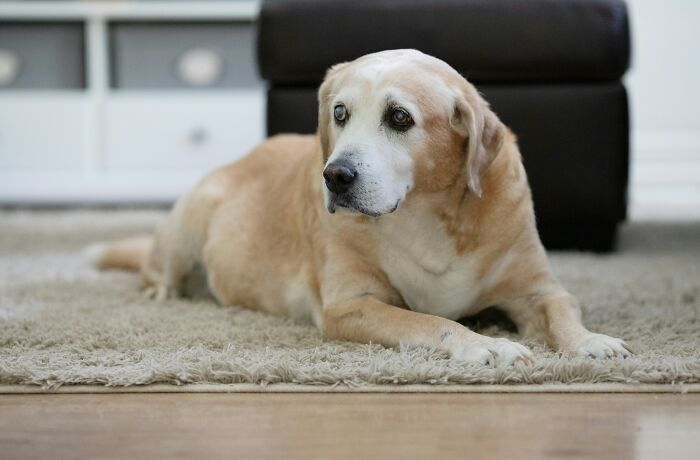 Senior dog lying on a soft rug in a cozy living room, illustrating life improvements shared by people.
