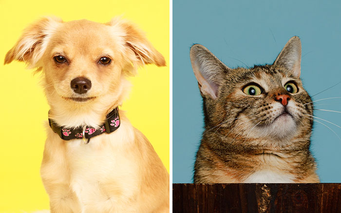 10 Funny Pet Expressions That Might Make You Smile