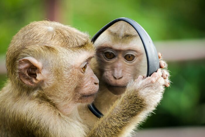 Monkey humorously examining its reflection, highlighting quirky jokes about office life.