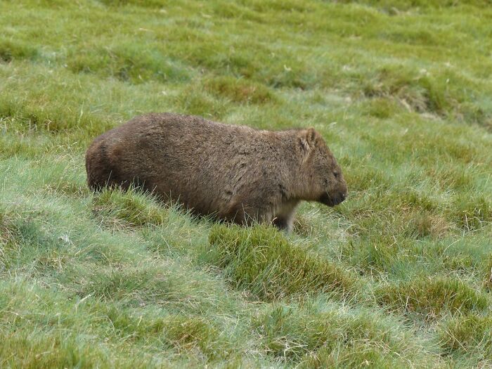 50 Cool And Interesting Facts People Learned About Animals