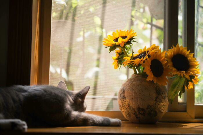 Cat lounging by a window with sunflowers in a vase, capturing a peaceful moment.
