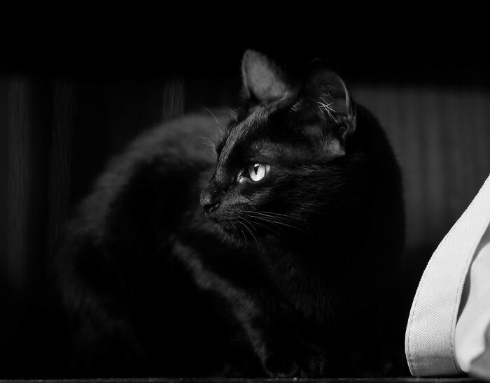 Black cat in dim light, illustrating belief in superstitions of protection and luck.