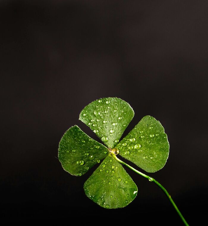 Four-leaf clover with water droplets symbolizing superstitions and luck.