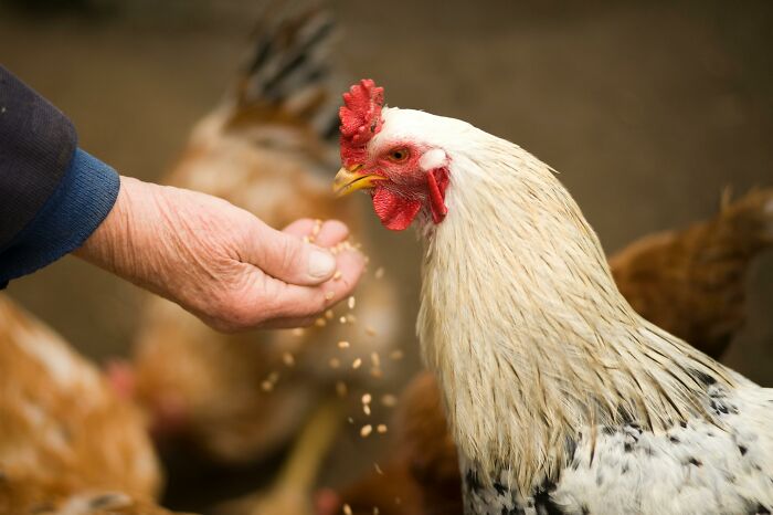 Hand feeding grains to chickens on a farm, illustrating concepts related to self-paying-products in agriculture.