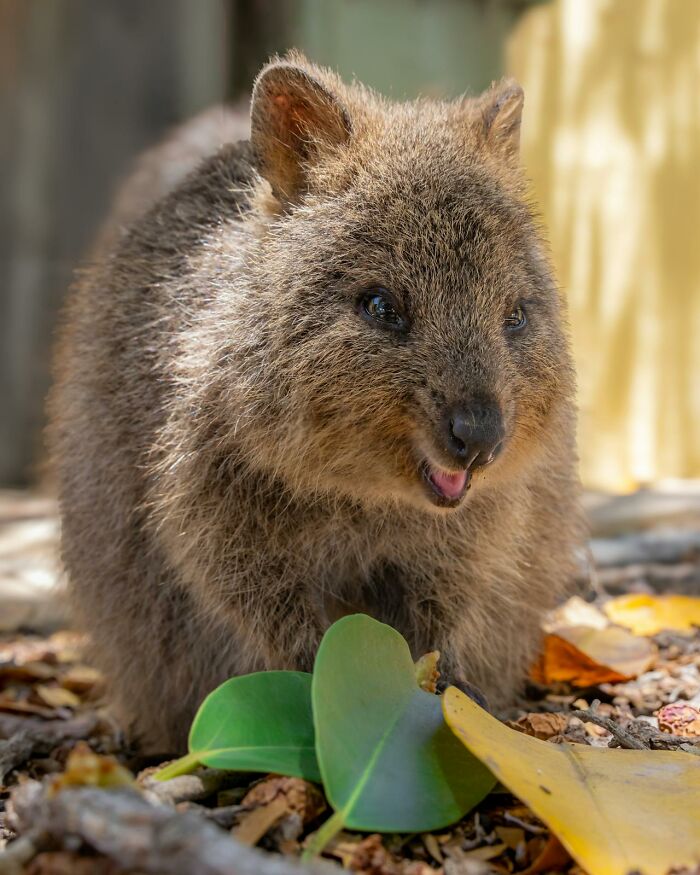 Adorable quokka on the ground surrounded by leaves, showcasing fun animal facts.