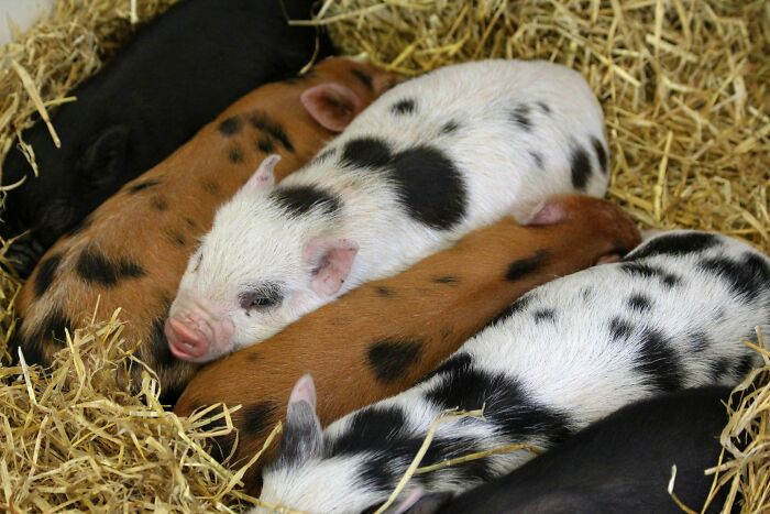 Spotted piglets sleeping on straw bedding, showcasing peaceful harmony among animals.