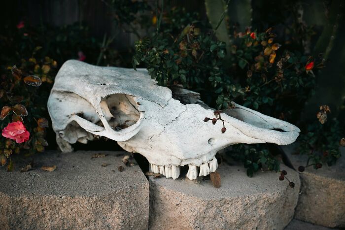 Animal skull on stone blocks surrounded by roses, illustrating a deeply weird aspect of people’s decor choices.