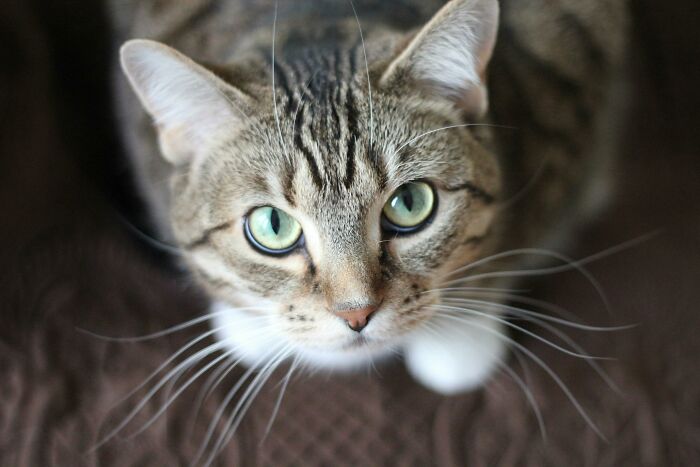 Tabby cat with green eyes looking up, related to weird government projects.