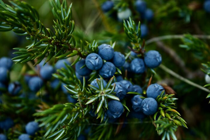 Close-up of juniper berries on a branch, showcasing health-boosting fruits.