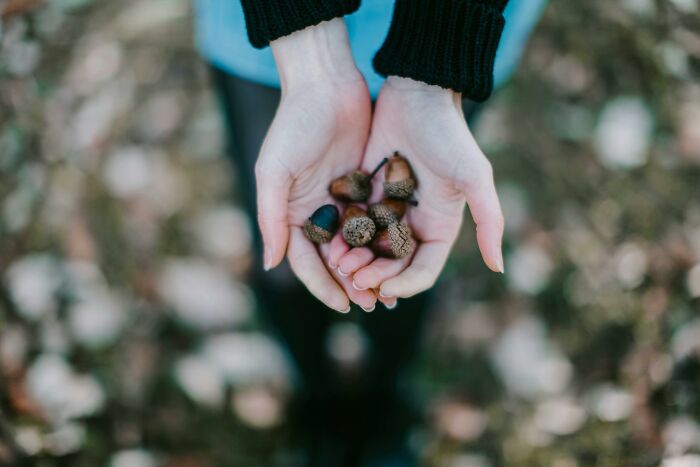 Hands holding acorns, outdoors in a forest setting, related to hilarious overheard conversations.