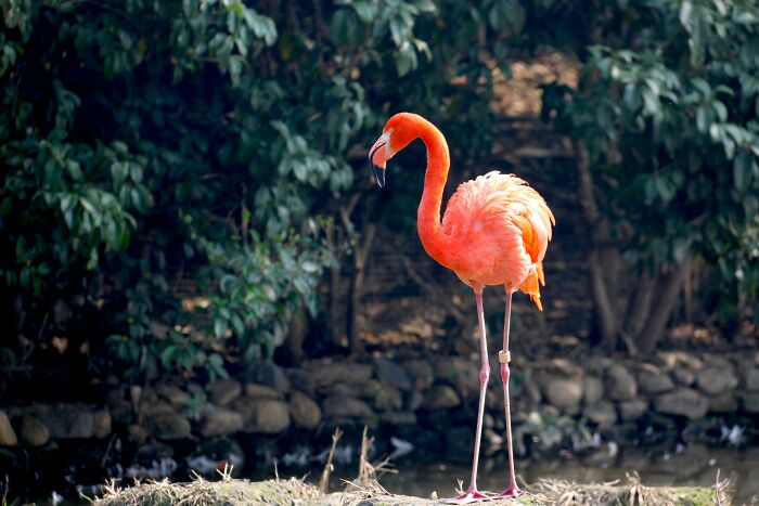 Flamingo standing by a pond with lush greenery, showcasing nature's beauty.