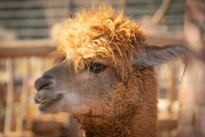 A curious alpaca with fluffy hair, reminiscent of hilarious overheard conversations.