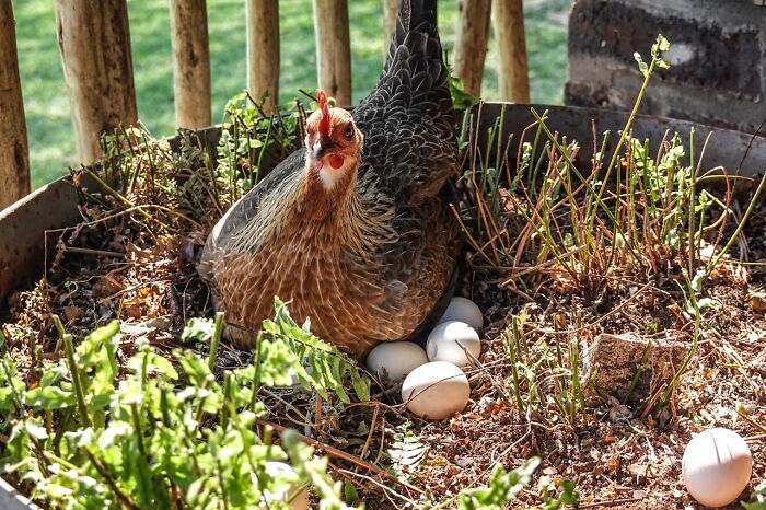 Chicken nesting with eggs in a planter, surrounded by greenery, illustrating adorable animal behavior.