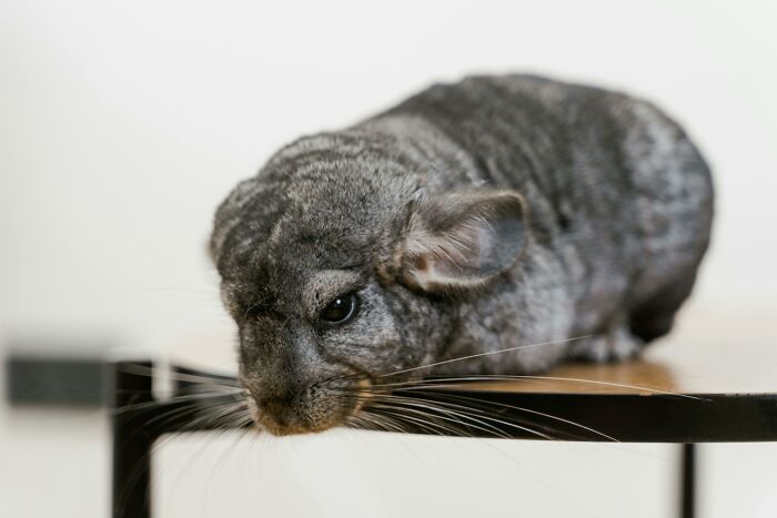 Chinchilla resting on a table, whiskers spread, resembling a funny moment from overheard conversations.