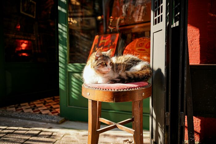 Cat lounging on a multipurpose stool outside a shop, basking in the sun.