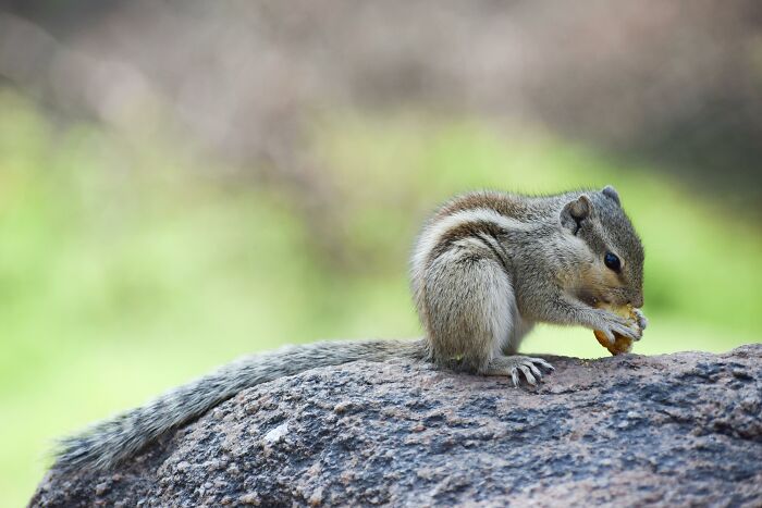 Squirrel on a rock, eating a nut, captured in a moment of hilarity.