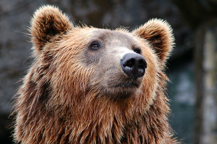 Close-up of a bear looking inquisitive, reminiscent of overheard conversations in nature.