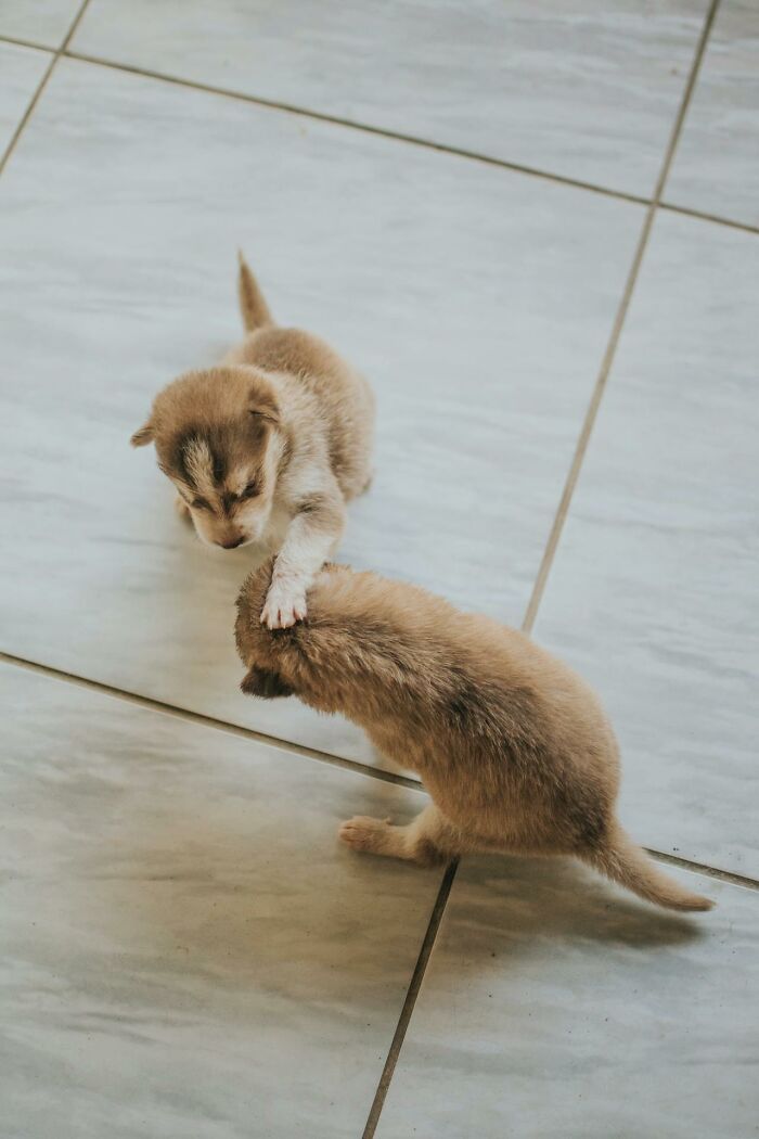 Two adorable puppies playing on a tiled floor, embodying fun animal moments.