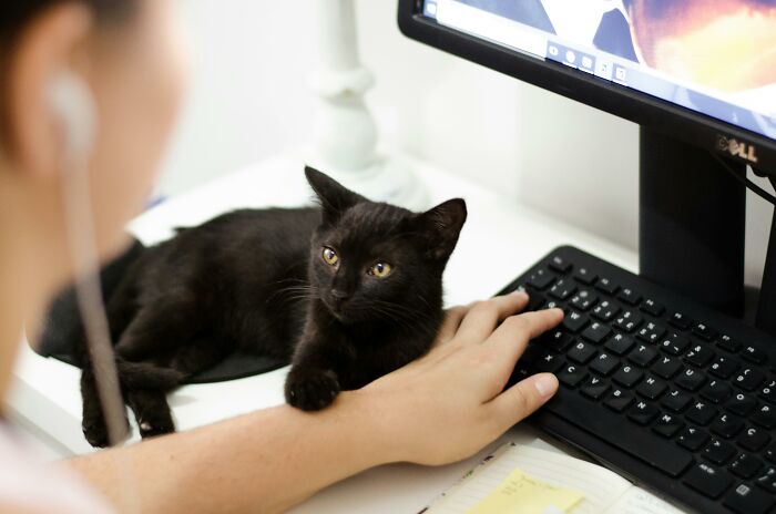 A black cat sitting by a computer, with a person's hand on the keyboard, reflecting an unpopular opinion poll theme.