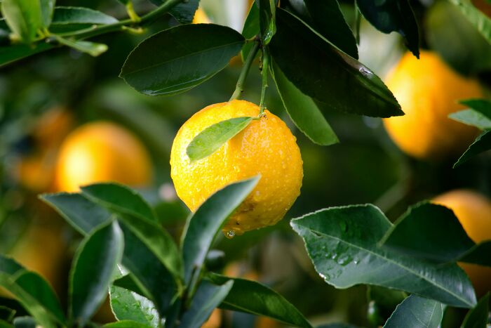 Lemon hanging on a tree branch with lush green leaves, showcasing health-boosting fruits.