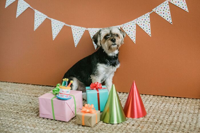 Dog sitting among birthday gifts and party hats, underneath a festive banner.
